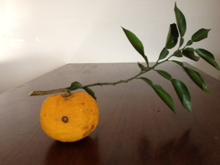 Yuzu Yuzu