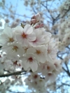 070403_hasesakura_m